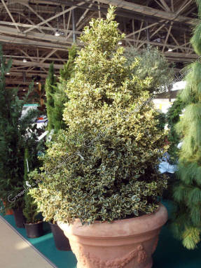Падуб остролистный (Ilex aquifolium) Aureomarginata
