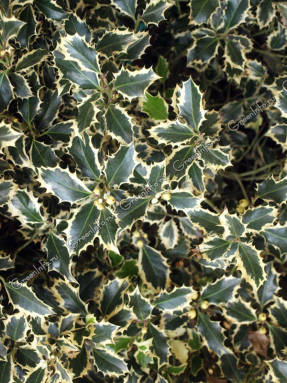 Падуб остролистный (Ilex aquifolium) Aureomarginata
