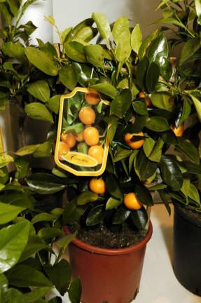 Каламондин (Citrus mitis)