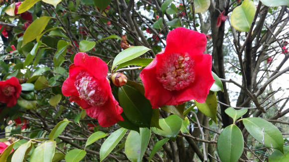 Камелия японская (Camellia japonica)