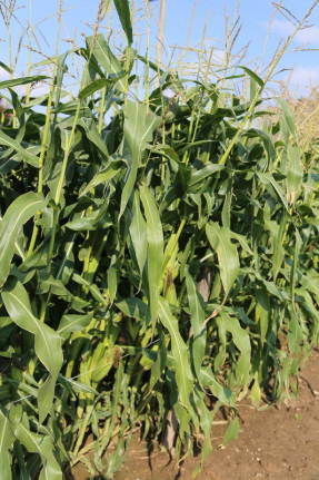 Кукуруза сахарная овощная (Zea mays convar. saccarata)