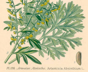 Полынь горькая (Artemisia absentium)