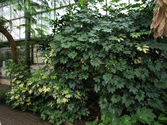 Шеффлера древовидная (Schefflera arboricola) в оранжерее
