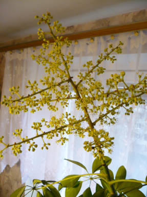 Шеффлера древовидная (Schefflera arboricola), цветение