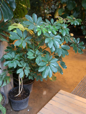 Шеффлера древовидная (Schefflera arboricola)