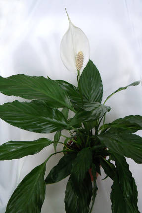 Спатифиллюм обильноцветущий (Spathiphyllum floribundum)