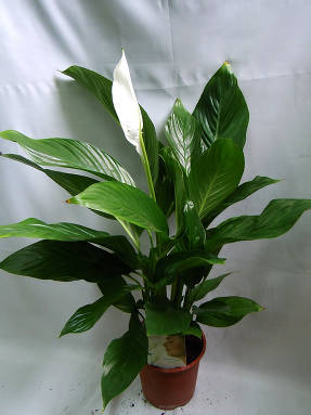 Спатифиллум обильноцветущий (Spathiphyllum floribundum)