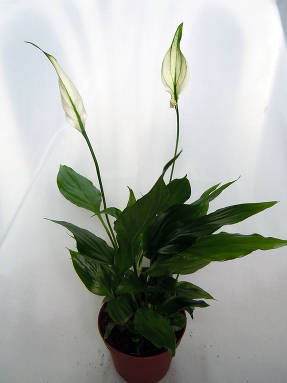 Спатифиллум Уоллиса (Spathiphyllum wallisii) Cupido