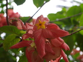 Муссенда красноватолистная (Mussaenda erythrophylla)