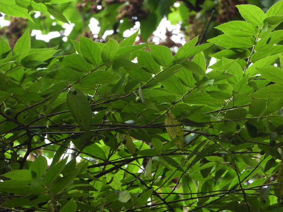 Мунтингия калабура (Muntingia calabura)
