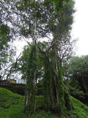 Фикус бенгальский (Ficus benghalensis) 
