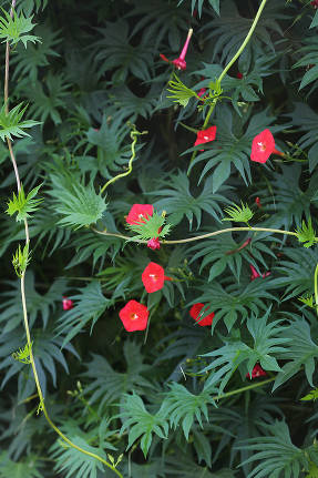 Квамоклит, или ипомея Слотера (Ipomoea sloteri) Рубиновые Огни