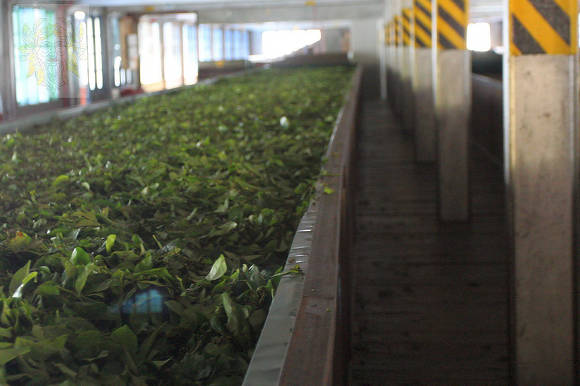 Шри-Ланка. Сушильный конвейер чайной фабрики