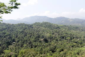 Шри-Ланка. Сухие горные леса