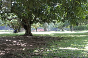 Шри-Ланка. Королевский ботанический сад в Канди