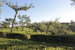 Шри-Ланка. Посадки деревьев на чайных плантациях
