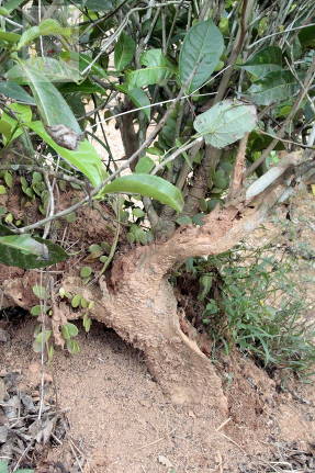 Шри-Ланка. Поврежденные ветви чайного дерева