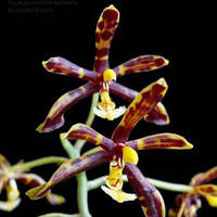 Phalaenopsis mannii
