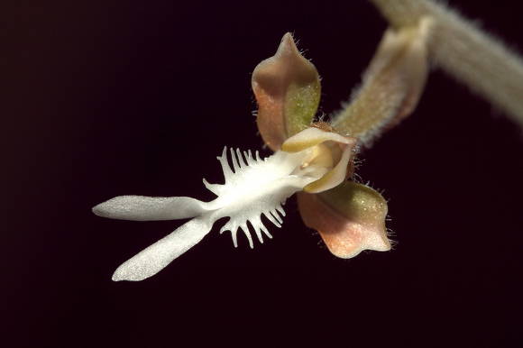 Цветок гибрида анктохила (Anoectochilus) 