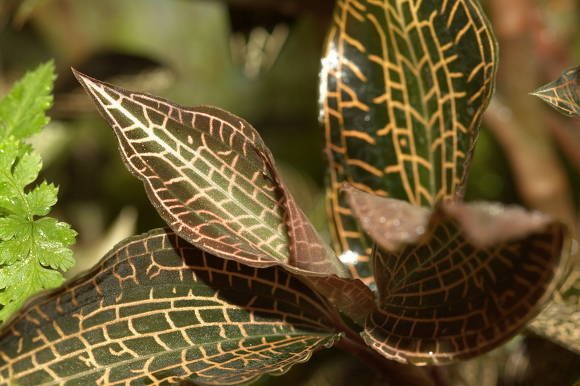 Орхидея гудайера (Goodyera)