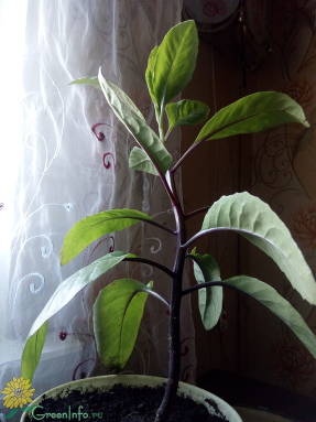 Гинура распростертая (Gynura procumbens)