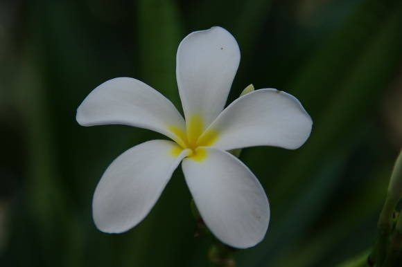 Плюмерия белая (Plumeria alba)