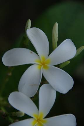 Плюмерия белая (Plumeria alba)