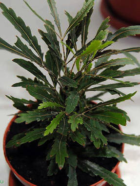 Шеффлера изящнейшая (Schefflera elegantissima) Castor