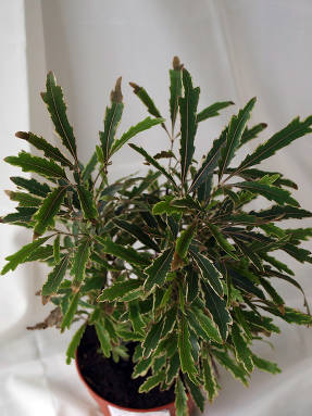 Шеффлера изящнейшая (Schefflera elegantissima) Bianca
