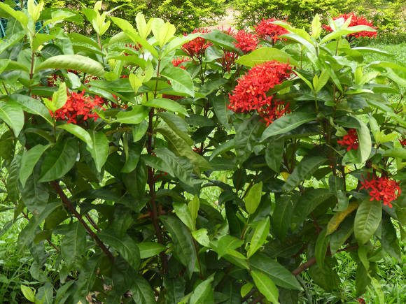 Иксора ярко-красная (Ixora coccinea)