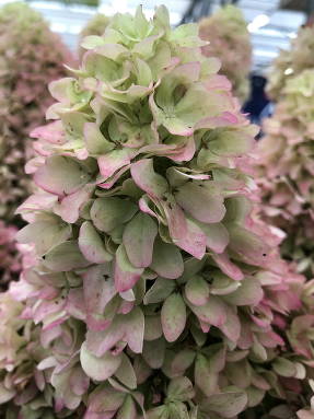 Гортензия метельчатая (Hydrangea paniculata) ROU 201306 Little Fraise
