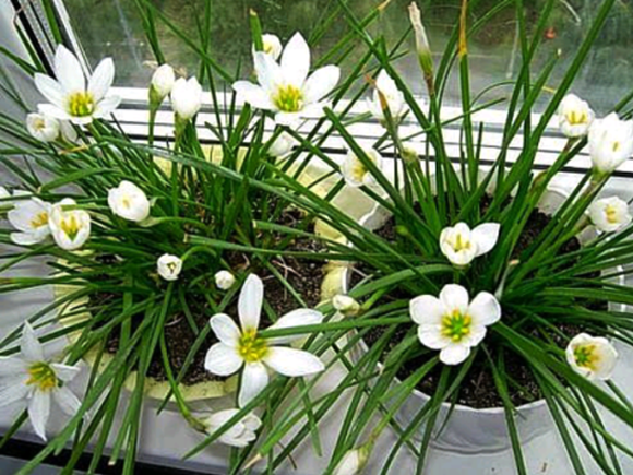 Зефирантес белый, или белоснежный (Zephyranthes candida)