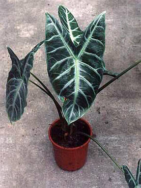 Алоказия длиннолопастная (Alocasia longiloba) Lowii
