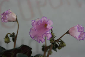 Сенполия Dn-Рожева Конвалія (колокольчатая форма цветка)
