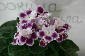 Сенполия СН-Мила (двуцветные цветки)