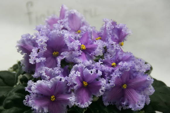 Сенполия РС-Лугань (бахромчатый край цветка)