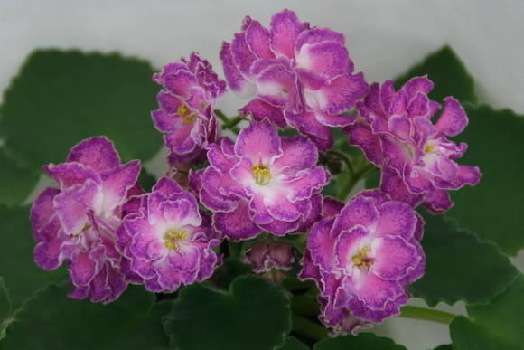Сенполия Олеся (полумахровые цветки)