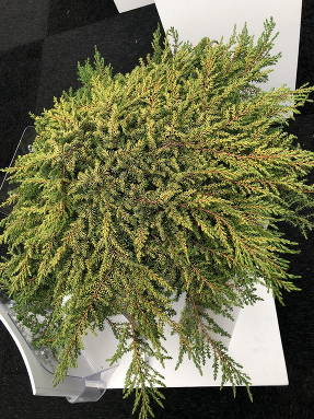Можжевельник обыкновенный (Juniperus communis) Lemon Carpet
