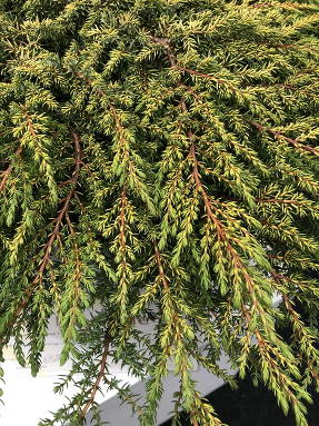 Можжевельник обыкновенный (Juniperus communis) Lemon Carpet