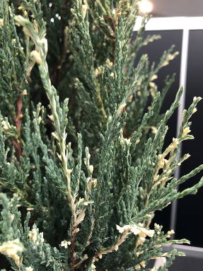Можжевельник скальный (Juniperus scopulorum) Klaverjun 