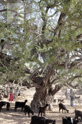 Марокко. Козы на аргановом дереве