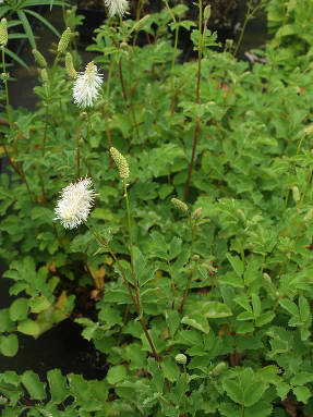 Кровохлебка белоцветковая (Sanguisorba albiflora)