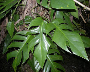 Эпипремнум перистый (Epipremnum pinnatum)