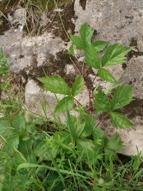 Хмель обыкновенный (Humulus lupulus) в природе Урала