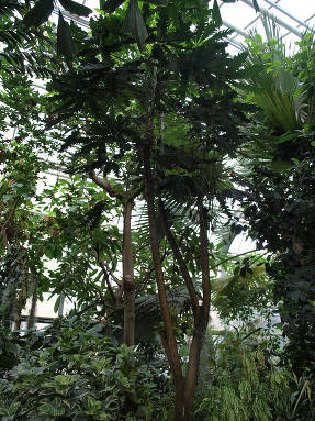 Шеффлера изящнейшая (Schefflera elegantissima) в оранжерее