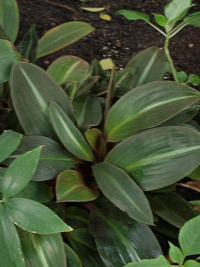 Сидерасис буроватый (Siderasis fuscata)