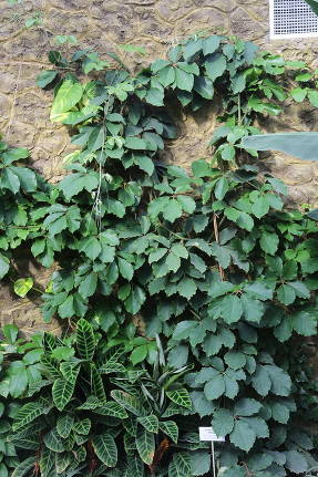 Тетрастигма Вуанье (Tetrastigma voinierianum)