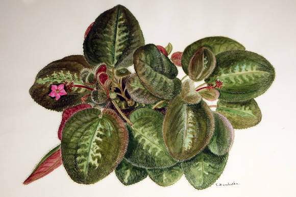 Бертолония мраморная (Bertolonia marmorata). Ботанический рисунок С.В. Матвеевой