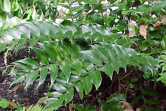 Циртомиум серповидный (Сyrtomium falcatum) Rochfordianum