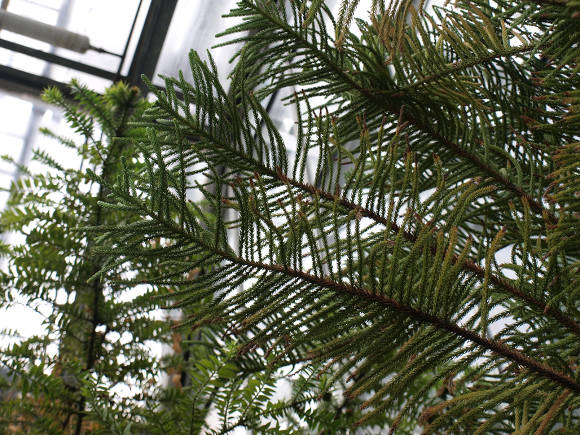 Араукария колонновидная (Araucaria columnaris), синоним Араукария высокая (Araucaria excelsa)